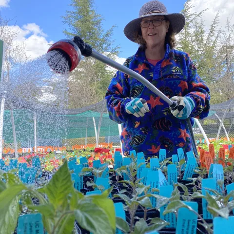 A master gardener watering a table full of vegetable seedlings for the annual plant sale