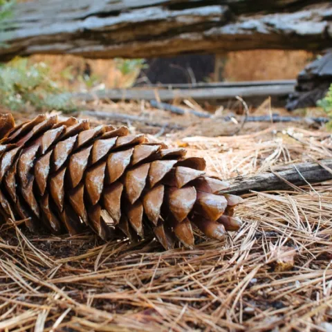 Pinecone on the forest floor