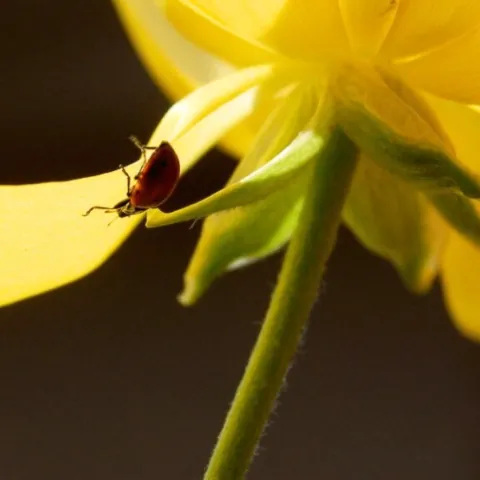 Ladybug on yellow flower