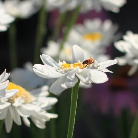 bee on daisy