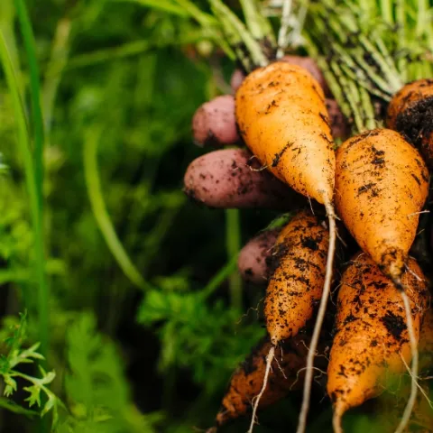 hand holding carrots