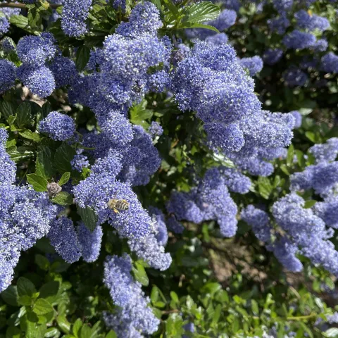 AF Ceonothus with Bee