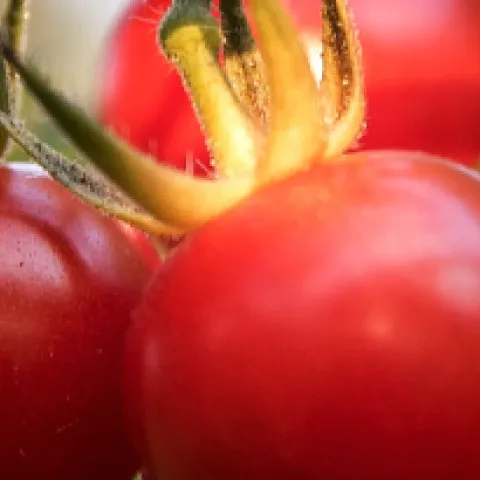 Banner Tomato market