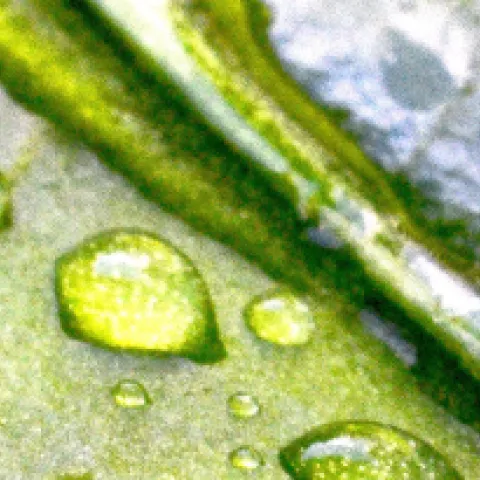 Banner water on leaves