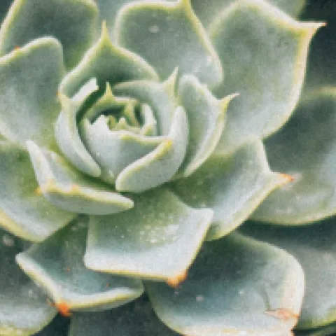 Banner succulents