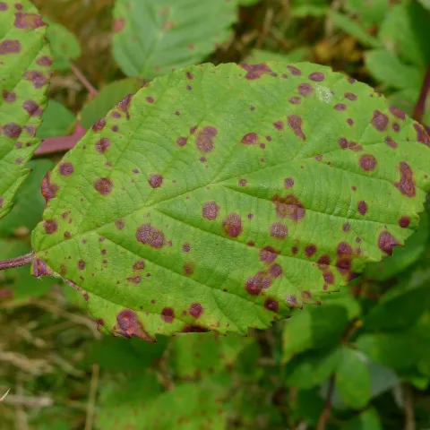 blackberry rust