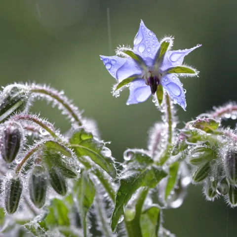 borage