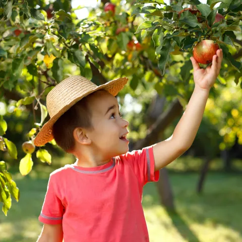 Boy picking apple