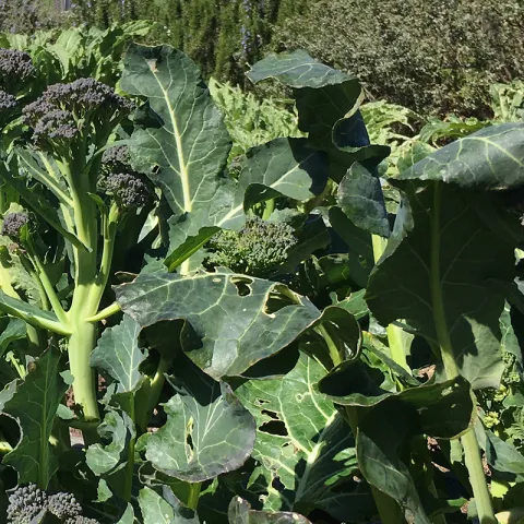 Broccoli photo Marty Nelson