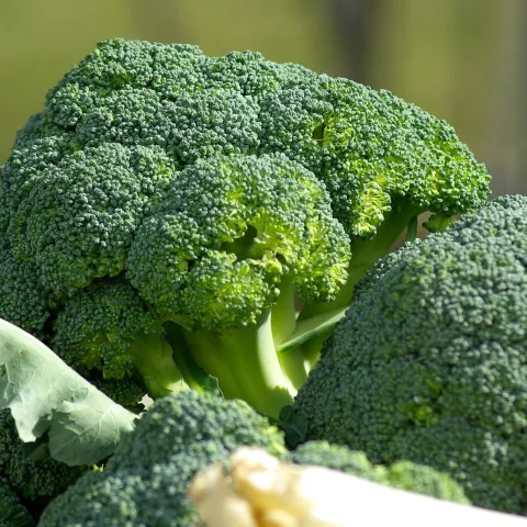Broccoli florets 