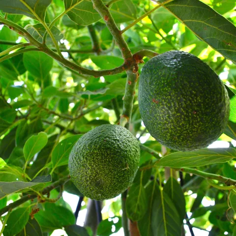 Two avocados still on the tree