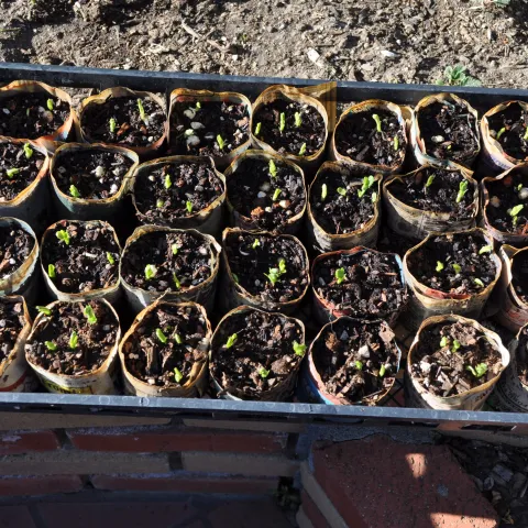 A tray of newspaper pots with tiny seedlings