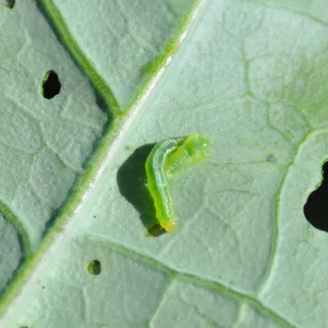 A bright green cabbage moth larva on a green leaf