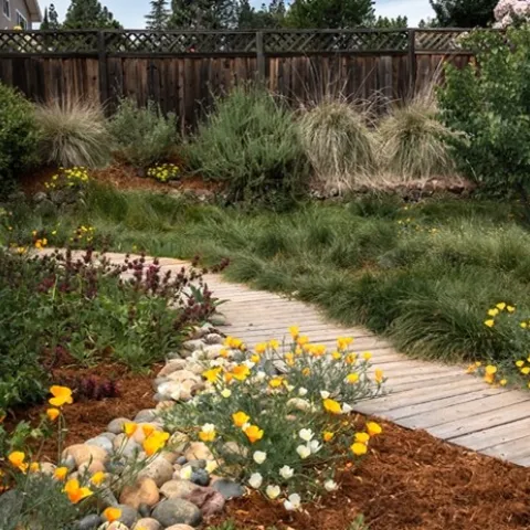 California native garden