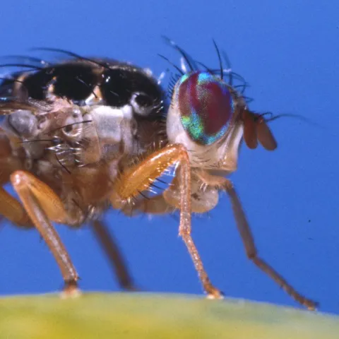 Fruit Fly