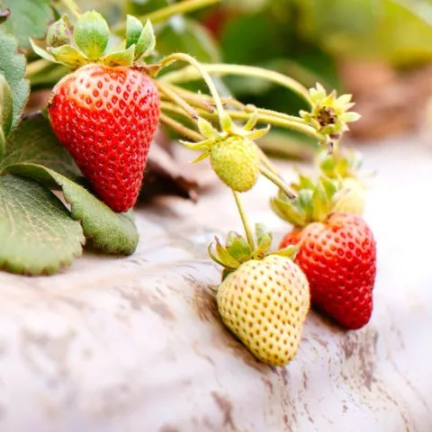 Strawberries