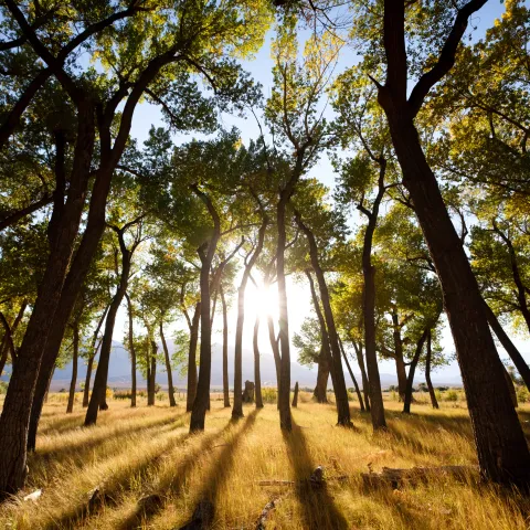 Sunlight shining through grove of cottonwoods