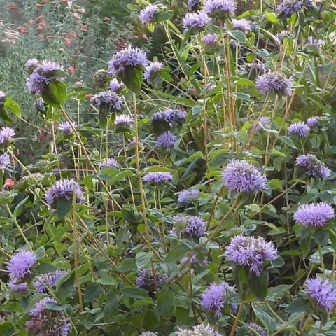 Coyote mint and California fuchsia