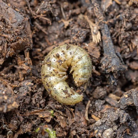 cutworm