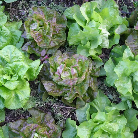 Green and red butter lettuce growing in a garden
