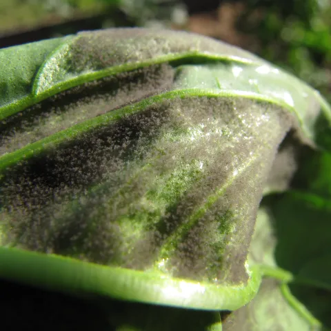 downy mildew