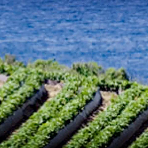 Row crops with ocean view