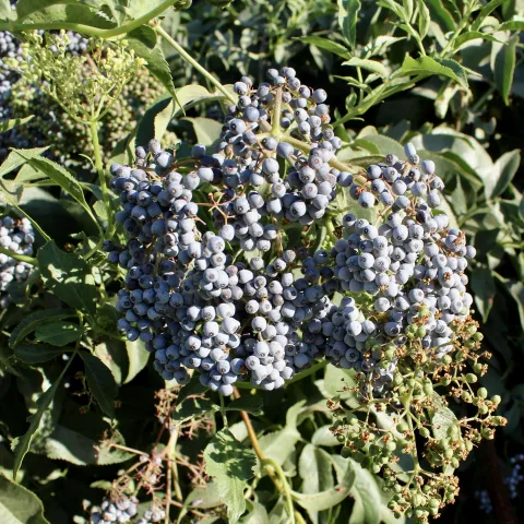 Elderberry cluster