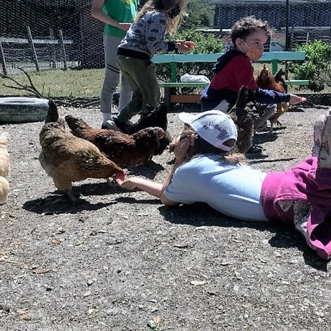 Elkus camp kid and chicken