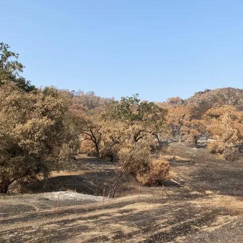 post-fire oak woodlands