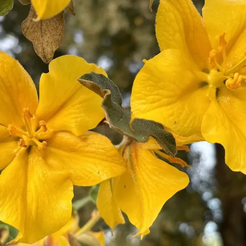 Flannel bush flowers