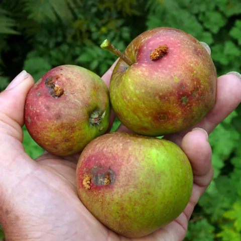 Fruit infested with codling moth