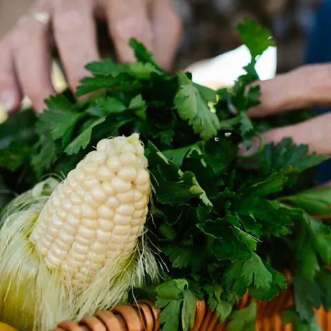 GTPS Banner Other Veggies