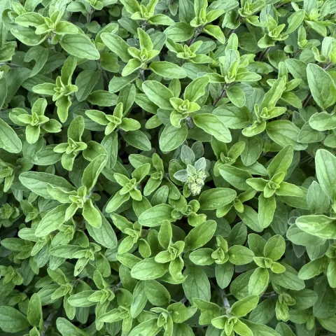 Herb-Marjoram-MG-Karen-Schaffer.jpg