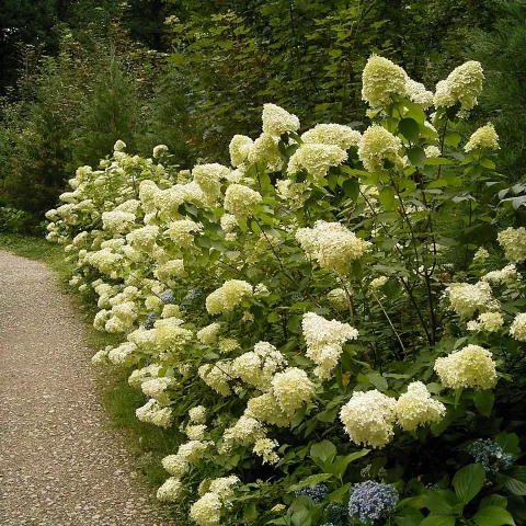 hydrangea paniculata