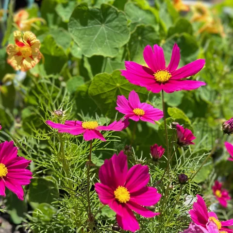 Pink cosmos in front of orange and yellow nasturtiums