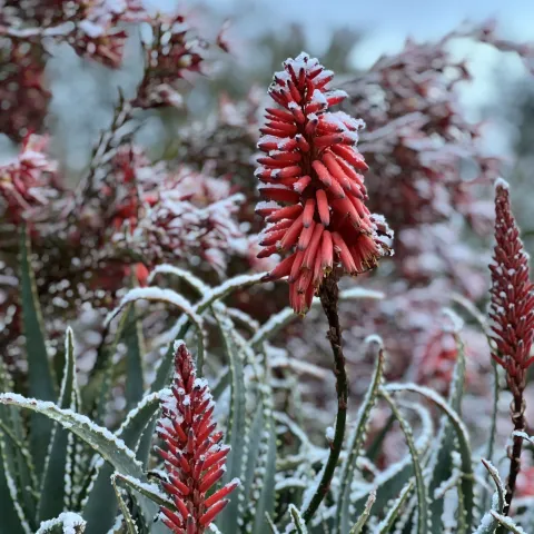 Orange aloe flowers with a light dusting of snow