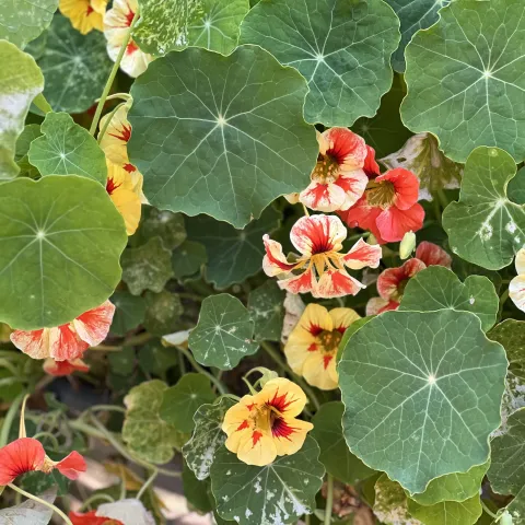 a mass of orange and yellow nasturtiums
