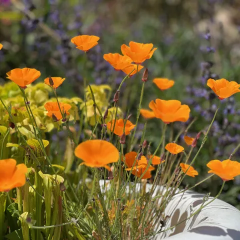 California poppies in a garden