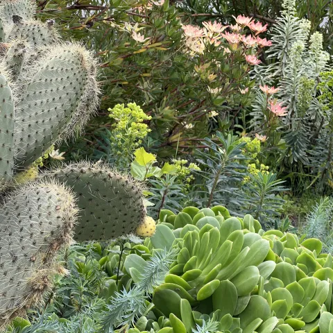 A dense group of various green plants