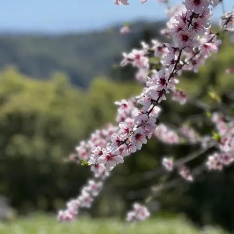 pink spring blossoms on a fruit tree branch