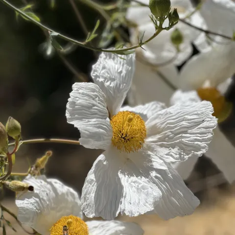 Matilija poppies