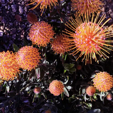 bright colored, pin-cushion type proteacea