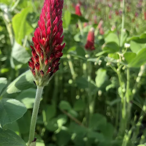 A red clover flower in a field of cover crop
