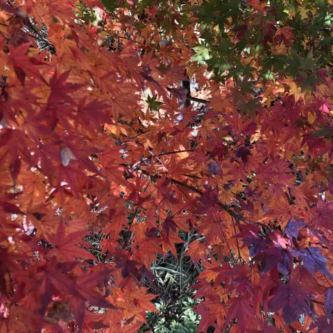 a view looking through red maple leaves