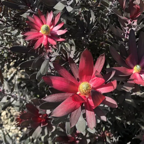 Red bracts on Leucadendron 'Ebony'