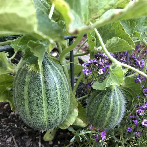 small ripening green melons on a vine