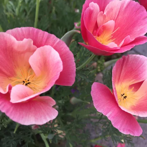 pink California poppies