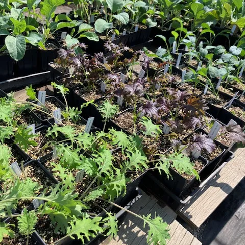 A variety of plants in small pots ready for sale