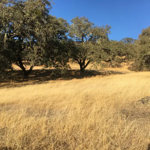 oak woodlands in summer