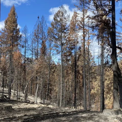 high severity damage in a redwood forest from wildfire